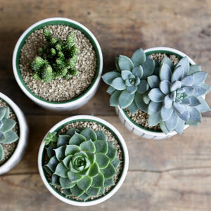 Plants