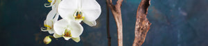 Orchid