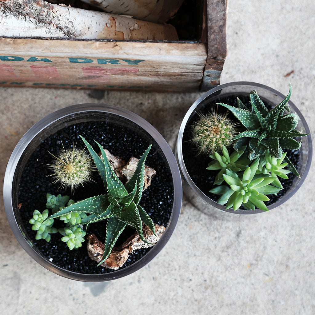 black terrarium plants Black terrarium – apricot flowers