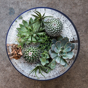 White pebble terrarium