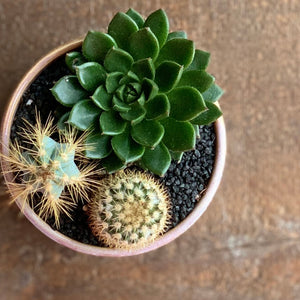 Flowers+Succulents